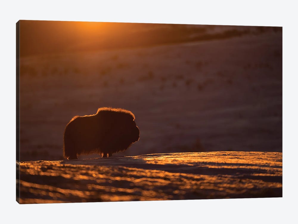 A Musk-Ox Bull In The First Light Of The Day by Floris Smeets 1-piece Canvas Wall Art