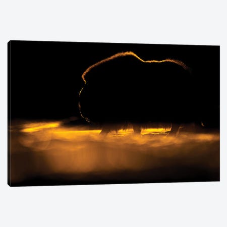 A Large Musk-Ox Against The Setting Sun Canvas Print #FSM39} by Floris Smeets Canvas Wall Art