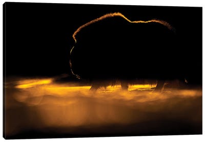 A Large Musk-Ox Against The Setting Sun Canvas Art Print