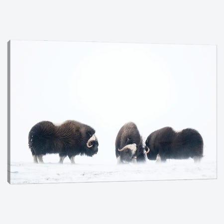 Three Young Musk-Oxen In An Upcoming Snowstorm Canvas Print #FSM40} by Floris Smeets Canvas Print