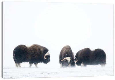 Three Young Musk-Oxen In An Upcoming Snowstorm Canvas Art Print