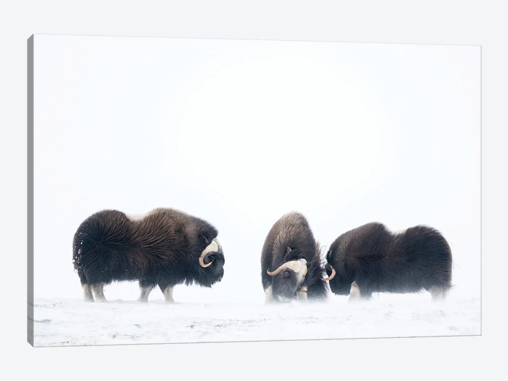 Three Young Musk-Oxen In An Upcoming Snowstorm by Floris Smeets 1-piece Canvas Print
