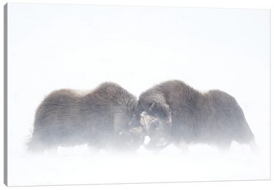 Two Large Musk-Oxen Bulls Fighting In A Snowstorm Canvas Art Print