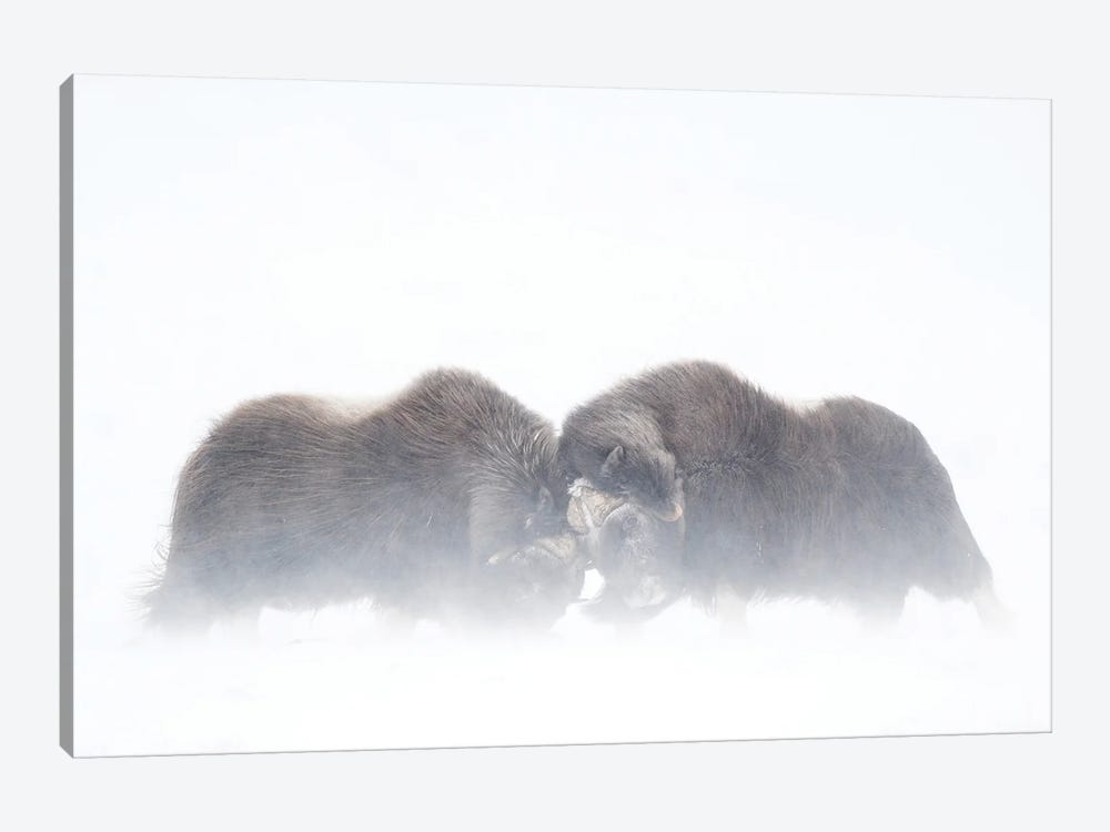 Two Large Musk-Oxen Bulls Fighting In A Snowstorm by Floris Smeets 1-piece Canvas Artwork