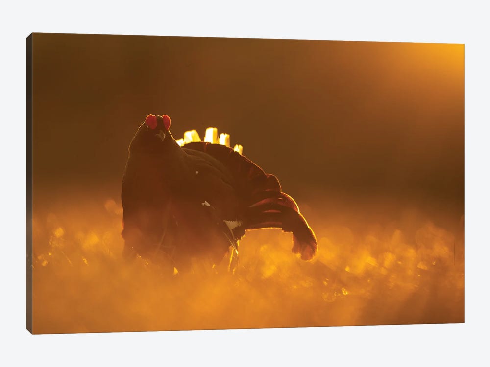 Black Grouse Displaying In The First Light Of The Day by Floris Smeets 1-piece Art Print