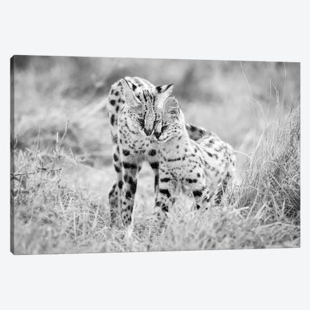 A Serval Cat With Her Offspring Canvas Print #FSM43} by Floris Smeets Canvas Print