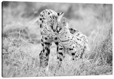 A Serval Cat With Her Offspring Canvas Art Print - Floris Smeets