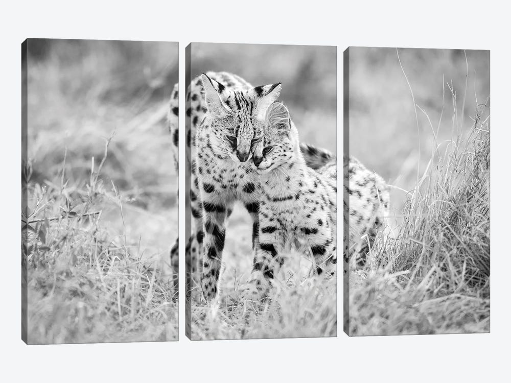 A Serval Cat With Her Offspring by Floris Smeets 3-piece Canvas Art