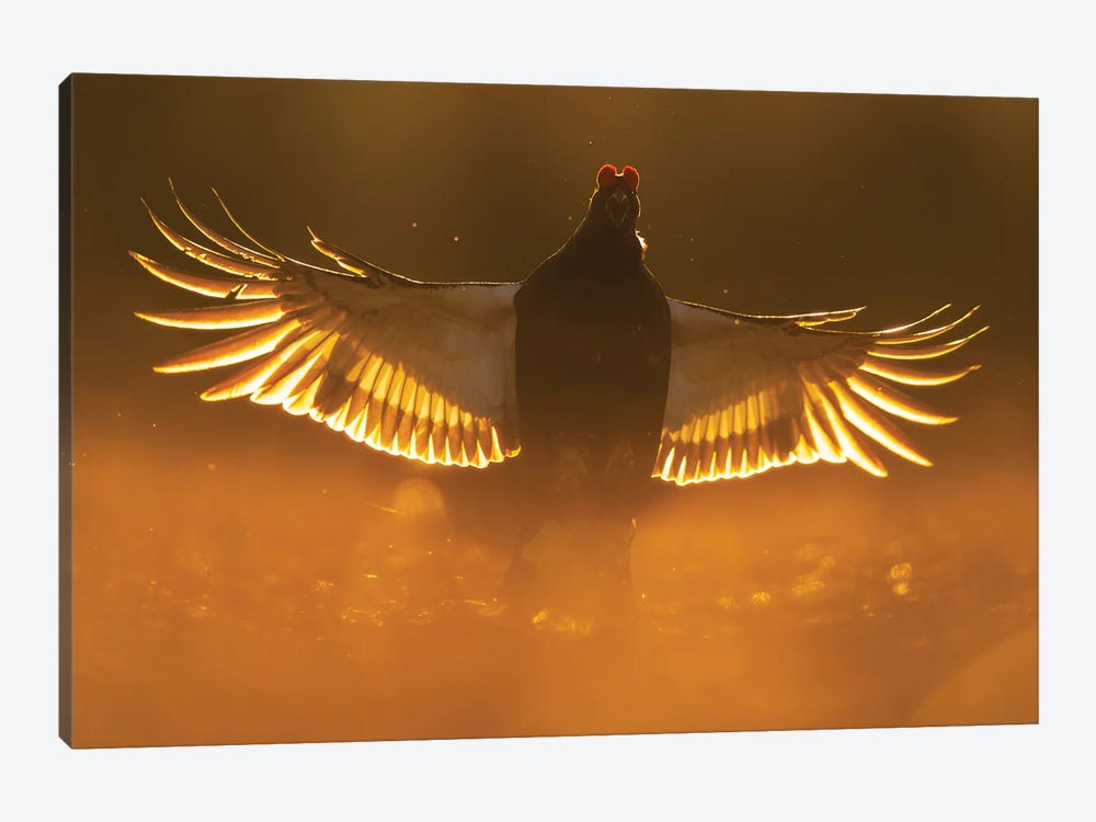 A Black Grouse Coming In For Landing At Sunrise by Floris Smeets 1-piece Canvas Art Print