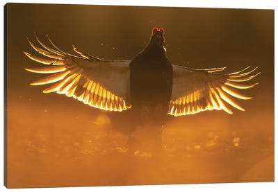 A Black Grouse Coming In For Landing At Sunrise Canvas Art Print