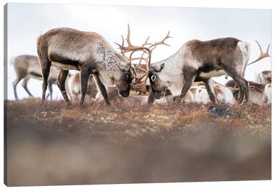 Fighting Wild Reindeer Canvas Art Print - Reindeer Art