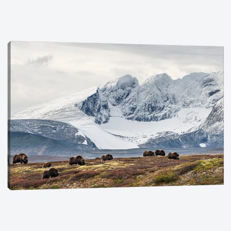A Herd Of Musk-Oxen In A Norwegian Mountain Landscape Canvas Print #FSM46} by Floris Smeets Canvas Artwork