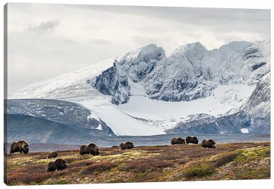 A Herd Of Musk-Oxen In A Norwegian Mountain Landscape Canvas Art Print - Norway Art