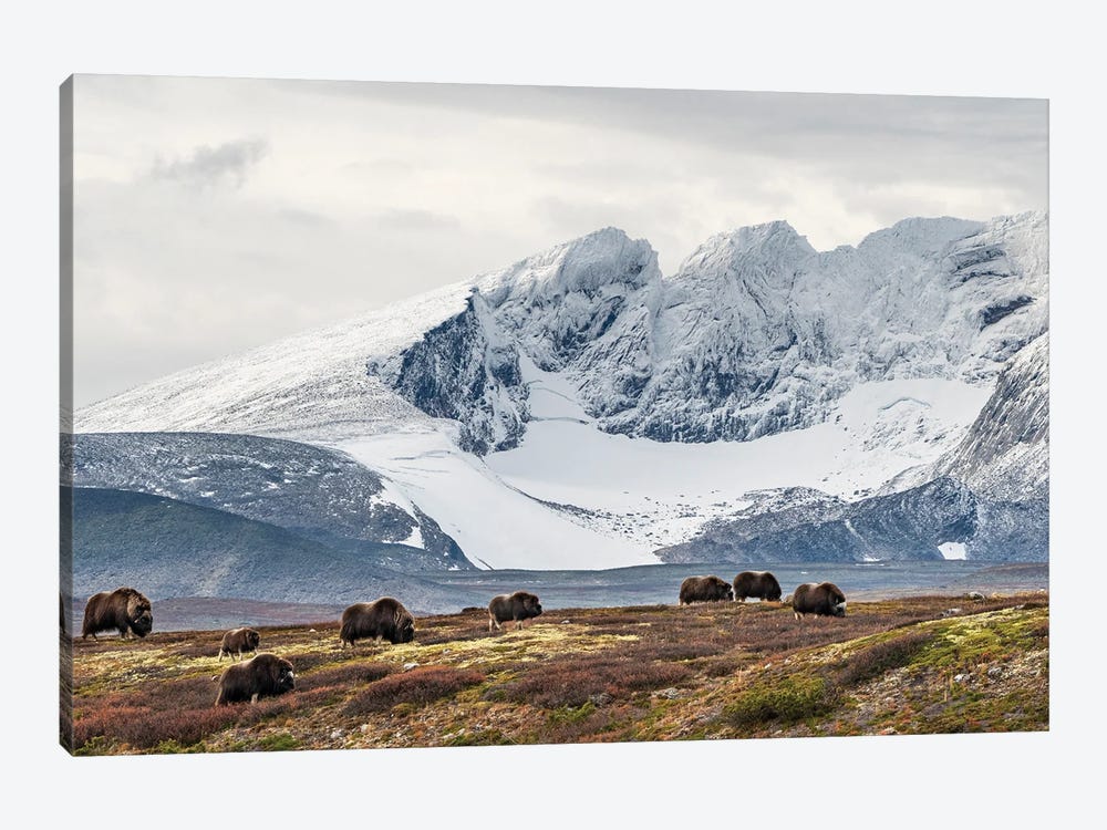 A Herd Of Musk-Oxen In A Norwegian Mountain Landscape by Floris Smeets 1-piece Canvas Print