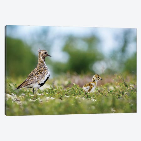 A Golden Plover With Its Chick Canvas Print #FSM47} by Floris Smeets Canvas Artwork