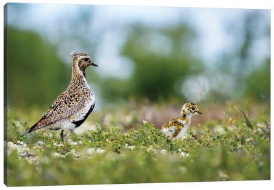 A Golden Plover With Its Chick Canvas Art Print - Plovers