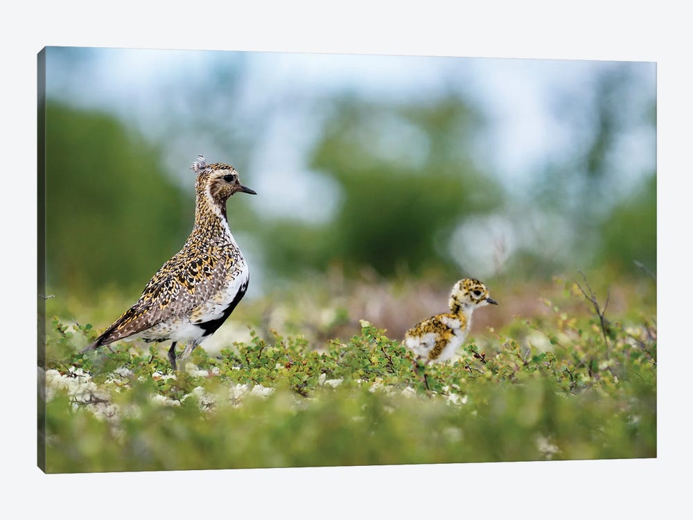 A Golden Plover With Its Chick by Floris Smeets 1-piece Canvas Wall Art
