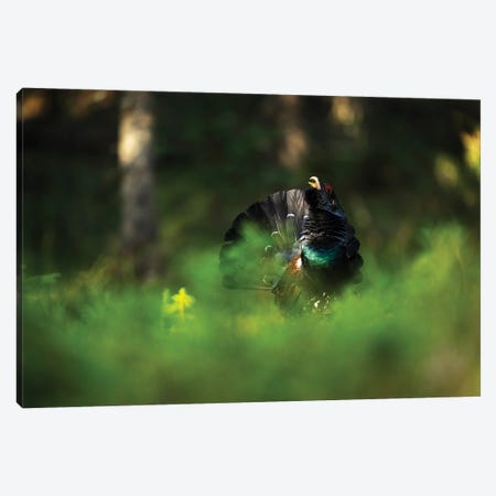 A Male Capercaillie Displaying In The Forest Vegetation Canvas Print #FSM50} by Floris Smeets Canvas Art