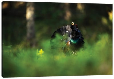 A Male Capercaillie Displaying In The Forest Vegetation Canvas Art Print - Floris Smeets
