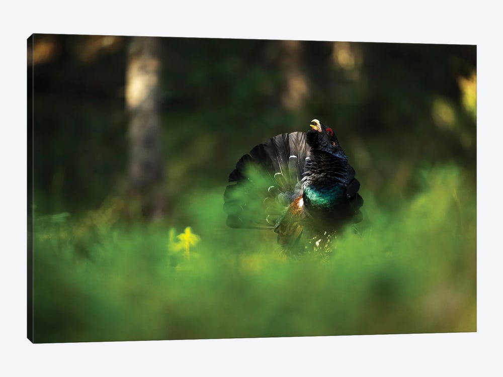 A Male Capercaillie Displaying In The Forest Vegetation by Floris Smeets 1-piece Canvas Art