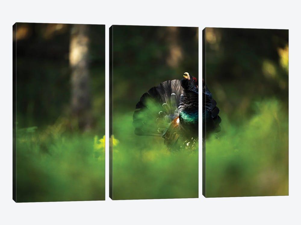 A Male Capercaillie Displaying In The Forest Vegetation by Floris Smeets 3-piece Canvas Wall Art