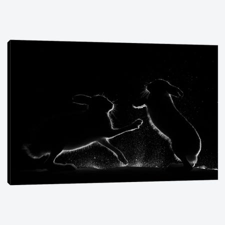 Mountain Hares Fighting Over Food Canvas Print #FSM51} by Floris Smeets Canvas Art