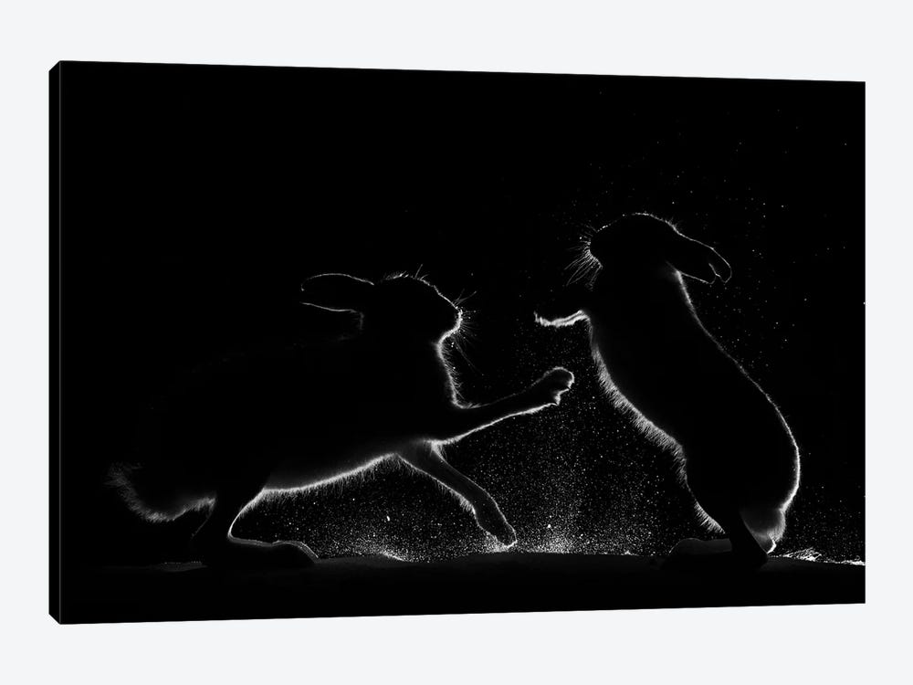 Mountain Hares Fighting Over Food by Floris Smeets 1-piece Art Print