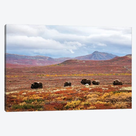 A Herd Of Musk-Oxen In The Autumn Colored Landscape Canvas Print #FSM52} by Floris Smeets Canvas Wall Art