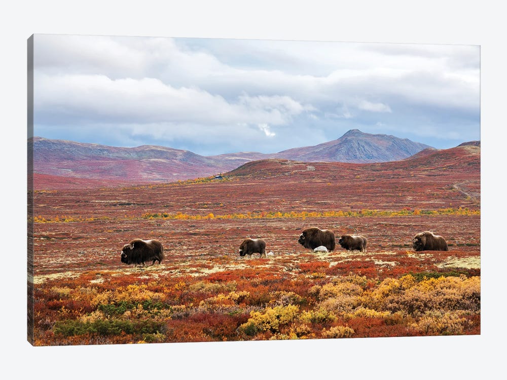 A Herd Of Musk-Oxen In The Autumn Colored Landscape by Floris Smeets 1-piece Canvas Art