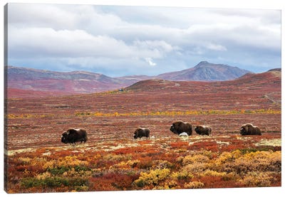 A Herd Of Musk-Oxen In The Autumn Colored Landscape Canvas Art Print - Norway Art