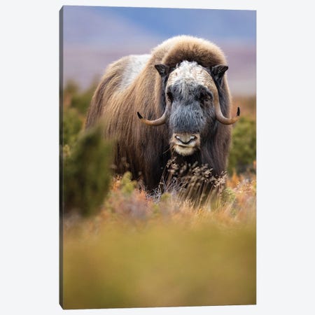 A Musk-Ox Bull Eating His Lunch Canvas Print #FSM53} by Floris Smeets Canvas Art