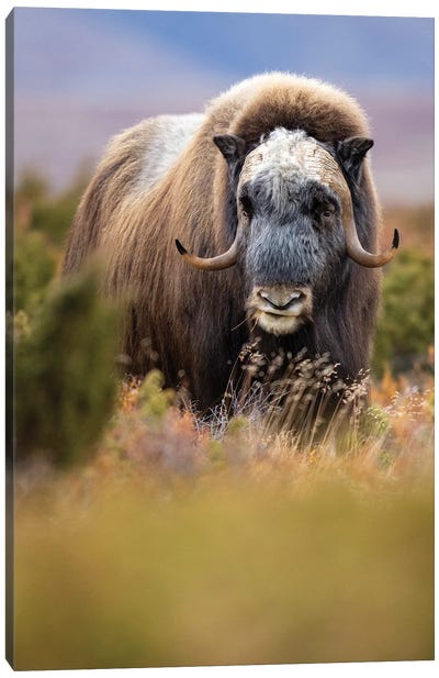 A Musk-Ox Bull Eating His Lunch Canvas Art Print - Floris Smeets