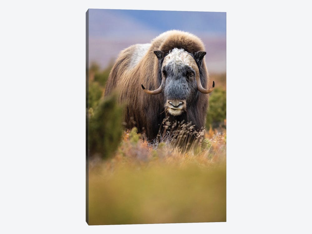 A Musk-Ox Bull Eating His Lunch by Floris Smeets 1-piece Art Print