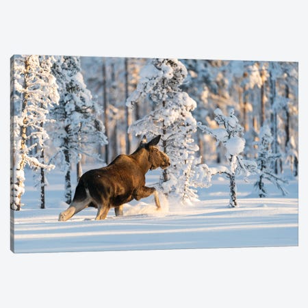A Moose In A Norwegian Winter Landscape Canvas Print #FSM54} by Floris Smeets Canvas Art Print