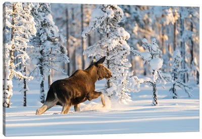 A Moose In A Norwegian Winter Landscape Canvas Art Print - Floris Smeets