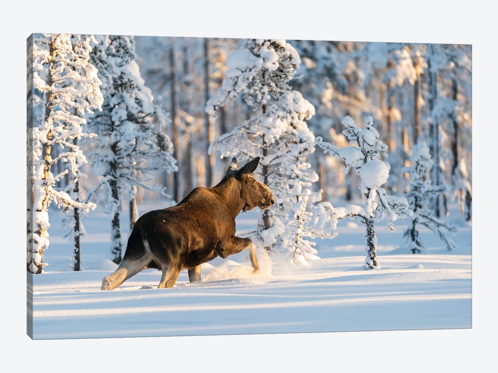 A Moose In A Norwegian Winter Landscape by Floris Smeets 1-piece Canvas Wall Art