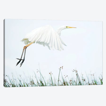 A White Egret Coming In For Landing Canvas Print #FSM55} by Floris Smeets Canvas Print