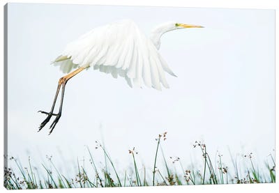 A White Egret Coming In For Landing Canvas Art Print - Egret Art