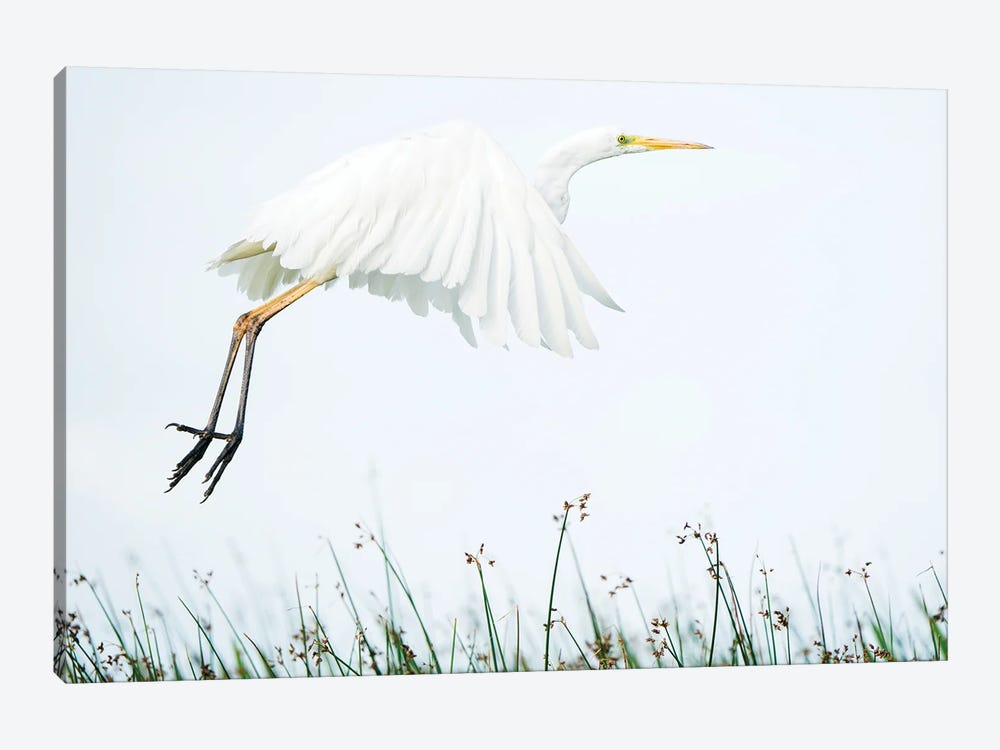 A White Egret Coming In For Landing by Floris Smeets 1-piece Canvas Art Print
