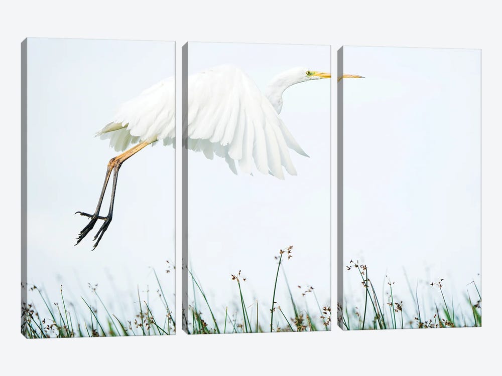 A White Egret Coming In For Landing by Floris Smeets 3-piece Canvas Art Print