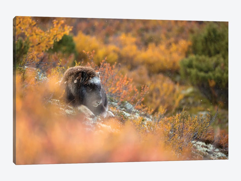 A Musk-Ox Calf In Autumn by Floris Smeets 1-piece Canvas Print