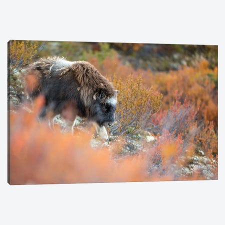 A Musk-Oxen Calf In Autumn Colored Vegetation Canvas Print #FSM59} by Floris Smeets Canvas Wall Art