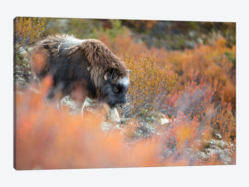 A Musk-Oxen Calf In Autumn Colored Vegetation by Floris Smeets 1-piece Canvas Print