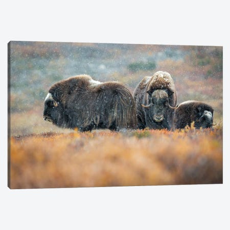 Musk-Oxen In The First Snow Of The Season Canvas Print #FSM60} by Floris Smeets Canvas Print