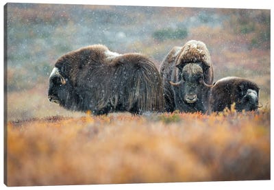 Musk-Oxen In The First Snow Of The Season Canvas Art Print - Floris Smeets