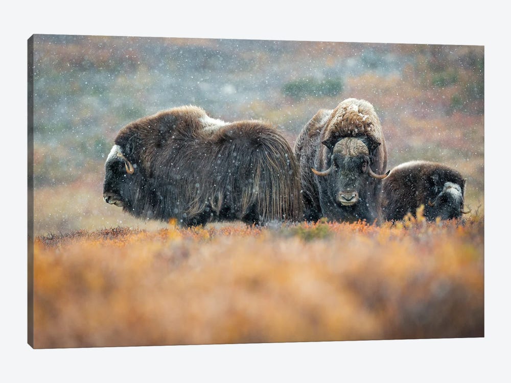 Musk-Oxen In The First Snow Of The Season by Floris Smeets 1-piece Art Print