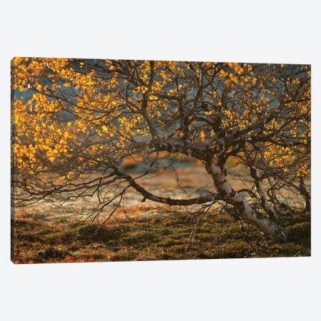Autumn Colors In Rondane National Park Norway Canvas Print #FSM66} by Floris Smeets Canvas Artwork