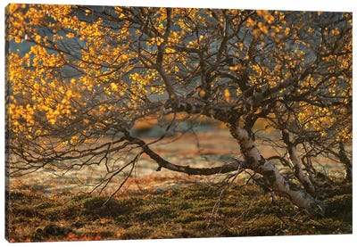 Autumn Colors In Rondane National Park Norway Canvas Art Print - Norway Art