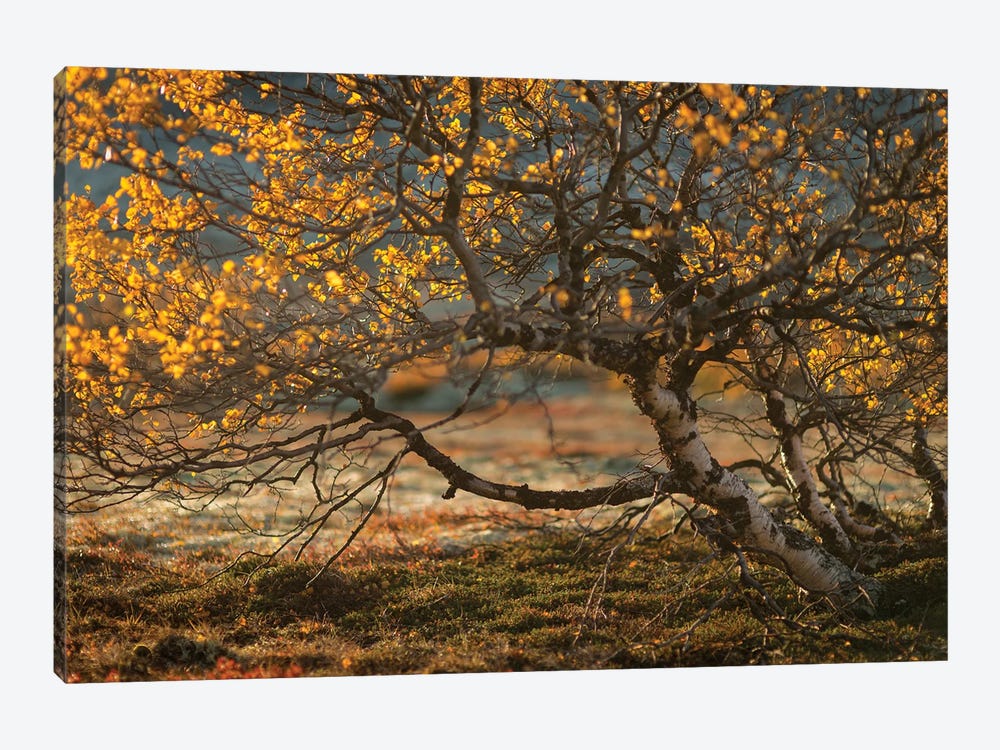 Autumn Colors In Rondane National Park Norway by Floris Smeets 1-piece Art Print