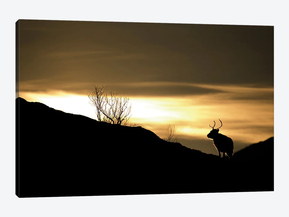 A Reindeer At Sunset On The Island Senja by Floris Smeets 1-piece Canvas Wall Art